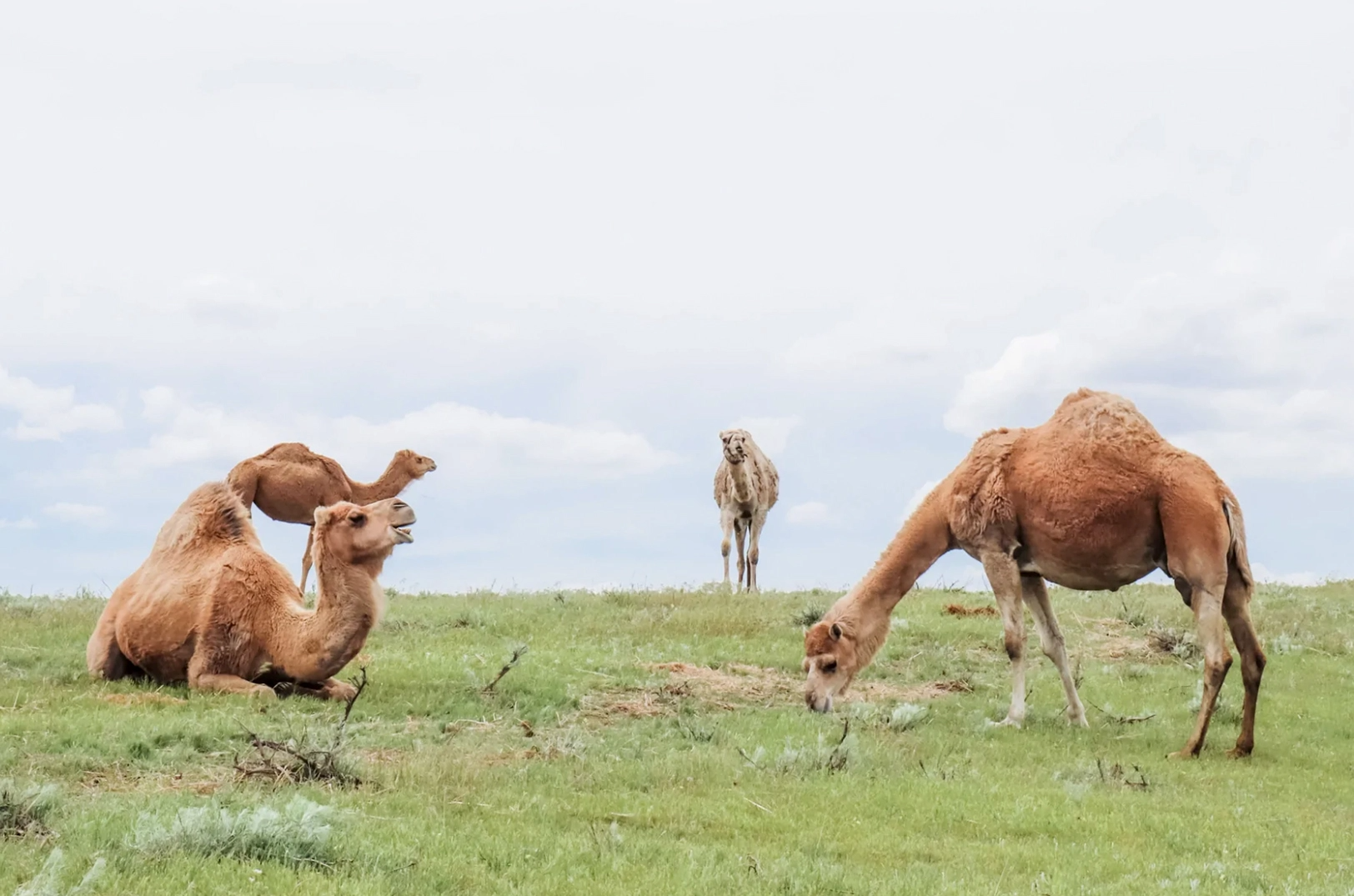 WIRE camels in field